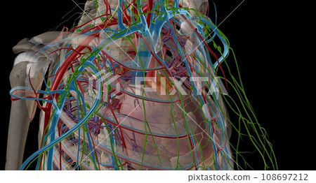 The thymus is an important p of the body's immune system. 108697212