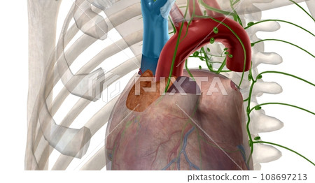 Thymus gland is also p of your endocrine system. Thymus gland is also p of your endocrine system. 108697213