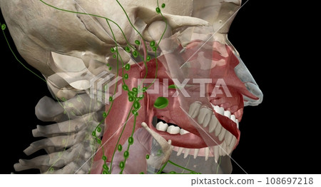 The tonsils are lymph nodes in the back of the mouth and top of the throat. 108697218