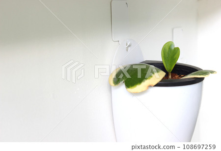 Heart shape leaf Hoya in white plant pot hang on white wall 108697259