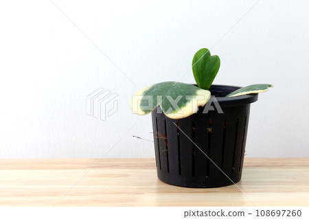 Heart shape leaf Hoya in black plant pot on wooden table in white wall room 108697260