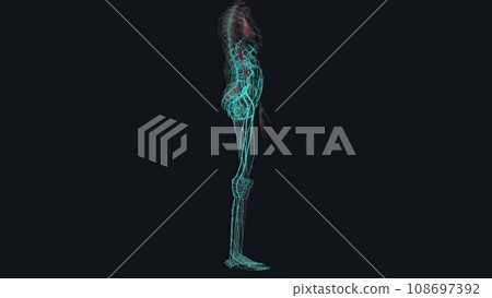 In human anatomy, the abdominal aorta is the largest artery in the abdominal cavity In human anatomy, the abdominal aorta is the largest artery in the abdominal cavity 108697392
