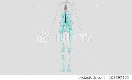 In human anatomy, the abdominal aorta is the largest artery in the abdominal cavity In human anatomy, the abdominal aorta is the largest artery in the abdominal cavity 108697393