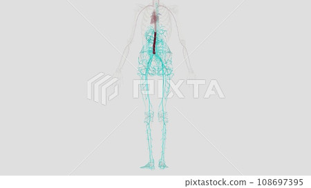 In human anatomy, the abdominal aorta is the largest artery in the abdominal cavity 108697395