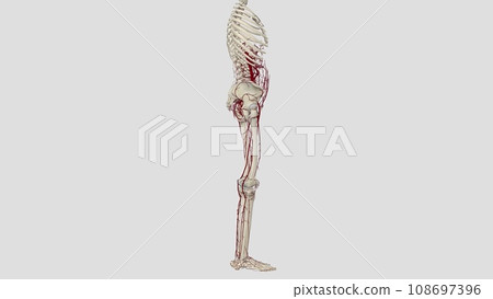 In human anatomy, the abdominal aorta is the largest artery in the abdominal cavity In human anatomy, the abdominal aorta is the largest artery in the abdominal cavity 108697396
