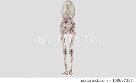 In human anatomy, the abdominal aorta is the largest artery in the abdominal cavity In human anatomy, the abdominal aorta is the largest artery in the abdominal cavity 108697397