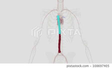 In human anatomy, the abdominal aorta is the largest artery in the abdominal cavity In human anatomy, the abdominal aorta is the largest artery in the abdominal cavity 108697405