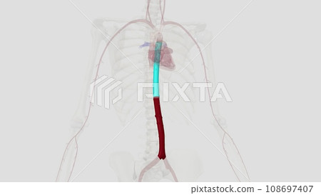 In human anatomy, the abdominal aorta is the largest artery in the abdominal cavity In human anatomy, the abdominal aorta is the largest artery in the abdominal cavity 108697407