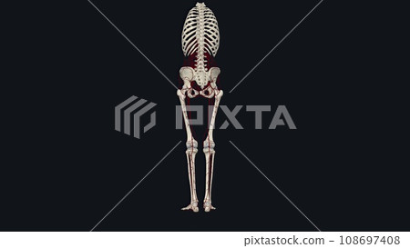 In human anatomy, the abdominal aorta is the largest artery in the abdominal cavity In human anatomy, the abdominal aorta is the largest artery in the abdominal cavity 108697408