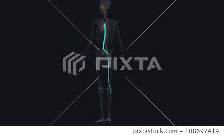 The anterior tibial artery is an artery of the leg The anterior tibial artery is an artery of the leg 108697419