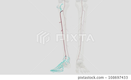 The anterior tibial artery is an artery of the leg The anterior tibial artery is an artery of the leg 108697433
