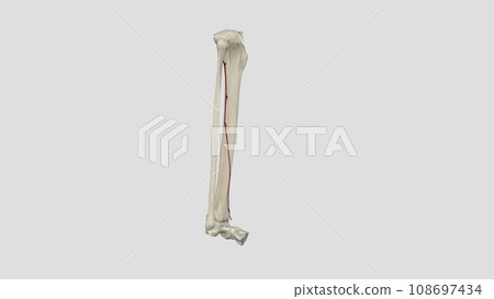 The anterior tibial artery is an artery of the leg The anterior tibial artery is an artery of the leg 108697434