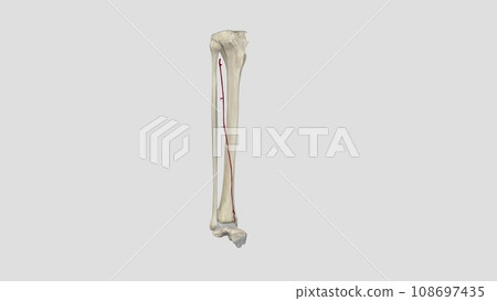 The anterior tibial artery is an artery of the leg The anterior tibial artery is an artery of the leg 108697435