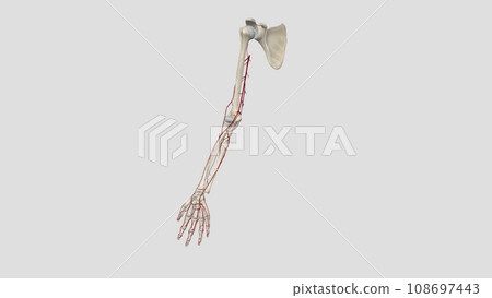 The brachial artery runs along the front part of your bicep. It's a continuation of the axillary artery in your armpit and shoulder. 108697443
