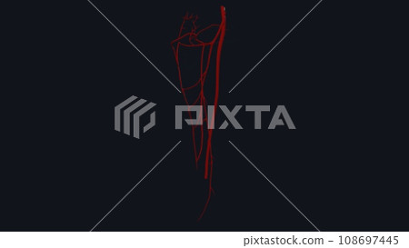 The femoral artery is the main blood vessel supplying blood to your lower body The femoral artery is the main blood vessel supplying blood to your lower body 108697445