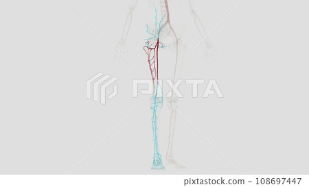 The femoral artery is the main blood vessel supplying blood to your lower body The femoral artery is the main blood vessel supplying blood to your lower body 108697447