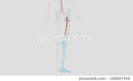 The femoral artery is the main blood vessel supplying blood to your lower body The femoral artery is the main blood vessel supplying blood to your lower body 108697448