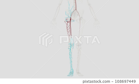 The femoral artery is the main blood vessel supplying blood to your lower body 108697449