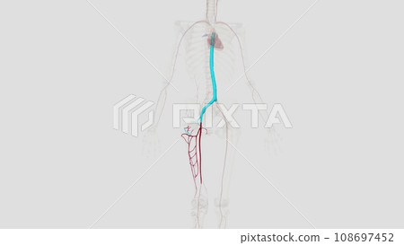 The femoral artery is the main blood vessel supplying blood to your lower body The femoral artery is the main blood vessel supplying blood to your lower body 108697452