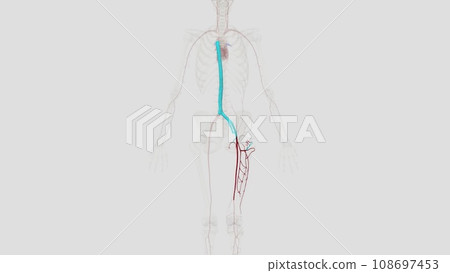 The femoral artery is the main blood vessel supplying blood to your lower body The femoral artery is the main blood vessel supplying blood to your lower body 108697453