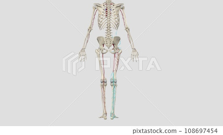 The femoral artery is the main blood vessel supplying blood to your lower body The femoral artery is the main blood vessel supplying blood to your lower body 108697454