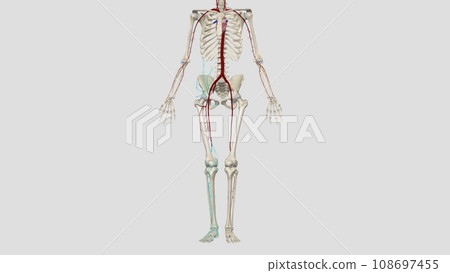 The femoral artery is the main blood vessel supplying blood to your lower body 108697455