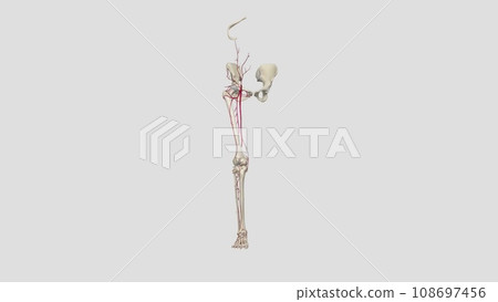 The femoral artery is the main blood vessel supplying blood to your lower body The femoral artery is the main blood vessel supplying blood to your lower body 108697456