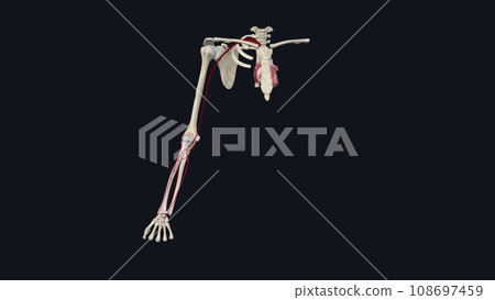 Forearm: Radial and Ulnar Arteries 108697459