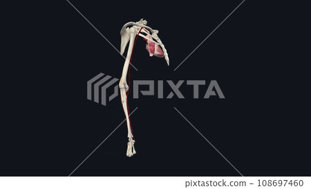 Forearm: Radial and Ulnar Arteries Forearm: Radial and Ulnar Arteries 108697460