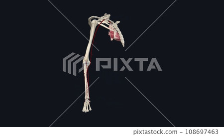 Forearm: Radial and Ulnar Arteries Forearm: Radial and Ulnar Arteries 108697463