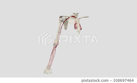 Forearm: Radial and Ulnar Arteries Forearm: Radial and Ulnar Arteries 108697464