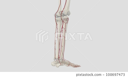 The main artery of the lower limb is the femoral artery 108697473