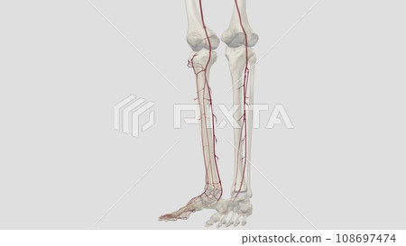The main artery of the lower limb is the femoral artery 108697474