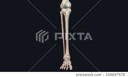 The main artery of the lower limb is the femoral artery 108697478