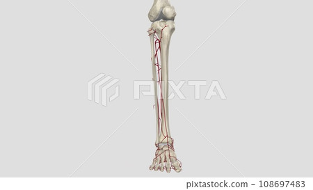 The main artery of the lower limb is the femoral artery The main artery of the lower limb is the femoral artery 108697483