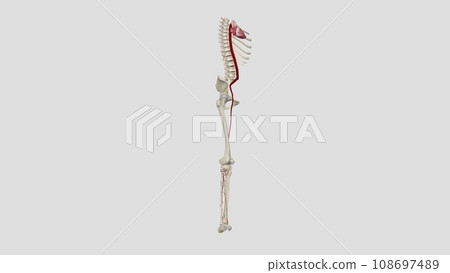 The main artery of the lower limb is the femoral artery The main artery of the lower limb is the femoral artery 108697489