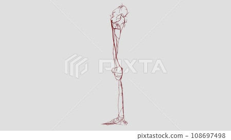 The main artery of the lower limb is the femoral artery The main artery of the lower limb is the femoral artery 108697498