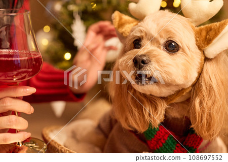 Christmas with a pet dog Christmas with a pet dog 108697552