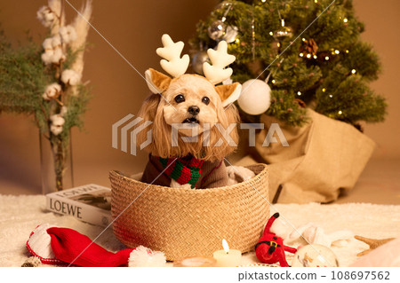 Christmas with a pet dog 108697562