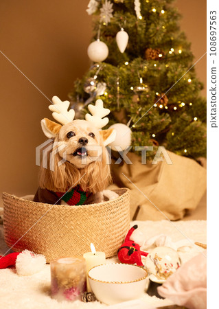 Christmas with a pet dog Christmas with a pet dog 108697563