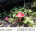 Mushroom in Mt.Fuji Forest 108697833