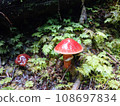 Mushroom in Mt.Fuji Forest 108697834
