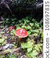 Mushroom in Mt.Fuji Forest 108697835