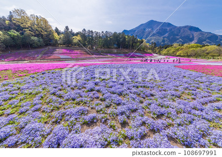 （埼玉縣）Yotsuyama Park，Shibazakura Hill 108697991