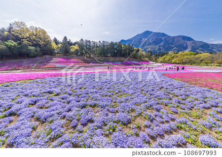 (埼玉縣)Yotsuyama Park,Shibazakura Hill (埼玉縣)Yotsuyama Park,Shibazakura Hill 108697993