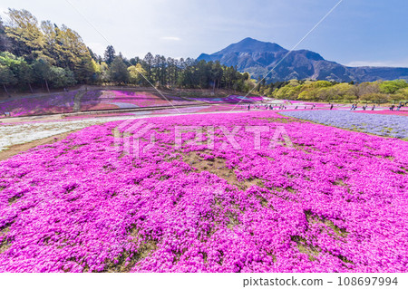 (埼玉縣)Yotsuyama Park,Shibazakura Hill (埼玉縣)Yotsuyama Park,Shibazakura Hill 108697994
