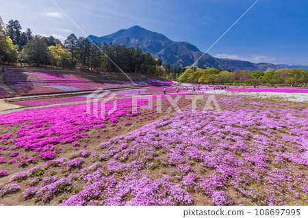 (埼玉縣)Yotsuyama Park,Shibazakura Hill (埼玉縣)Yotsuyama Park,Shibazakura Hill 108697995