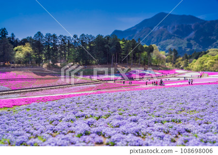 (埼玉縣)Yotsuyama Park,Shibazakura Hill (埼玉縣)Yotsuyama Park,Shibazakura Hill 108698006