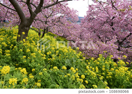 Concert of Kawazu cherry tree and rape flower 108698066