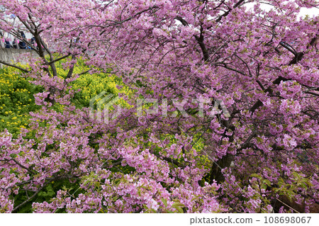 Concert of Kawazu cherry tree and rape flower 108698067